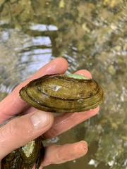 Utterbackia imbecillis