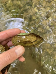 Utterbackia imbecillis