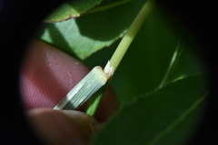 Deschampsia cespitosa