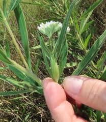 Neolasioptera perfoliata