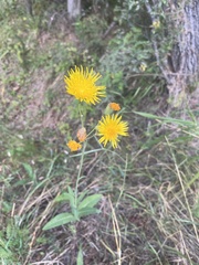 Cichorieae