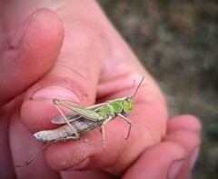 Chorthippus albomarginatus