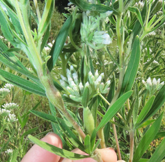 Neolasioptera perfoliata