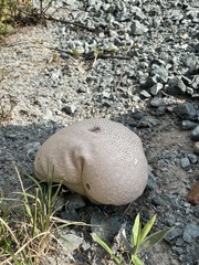 Lycoperdaceae