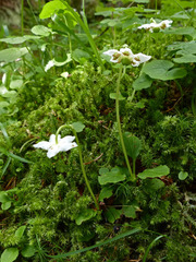 Moneses uniflora