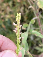 Oenothera curtiflora