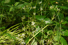 Ornithogalum