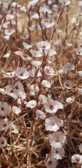 Acantholimon acerosum