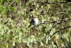 Myiophobus fasciatus