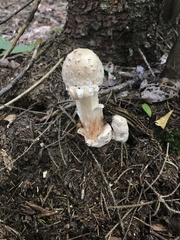 Amanita rubescens