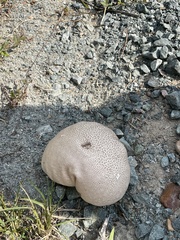 Lycoperdaceae