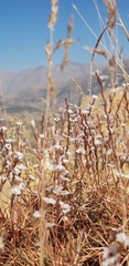 Acantholimon acerosum