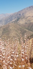 Acantholimon acerosum