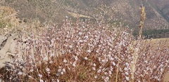 Acantholimon acerosum