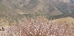 Acantholimon acerosum
