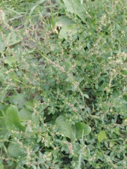 Polygonum arenastrum