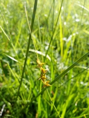 Carex echinata