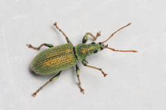 Phyllobius argentatus