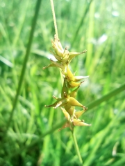 Carex echinata