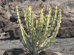 Euphorbia cooperi