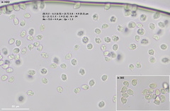 Tricholoma columbetta