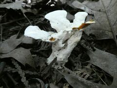 Loweomyces fractipes