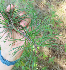 Pinus virginiana
