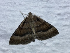 Larentia clavaria