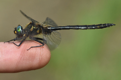 Somatochlora semicircularis