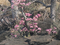 Adenium multiflorum