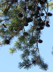 Pinus virginiana