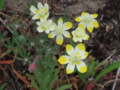 Platystemon californicus