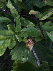 Andricus foecundatrix