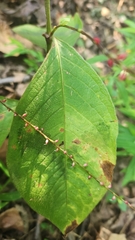 Persicaria filiformis