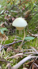 Amanita citrina