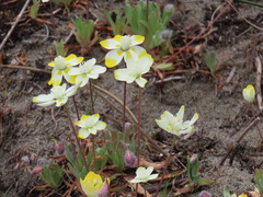 Platystemon californicus