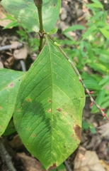 Persicaria filiformis