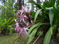 Crinum × amabile