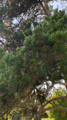 Juniperus chinensis