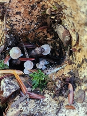 Asterophora lycoperdoides