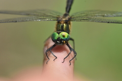 Somatochlora semicircularis