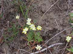 Platystemon californicus