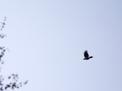 Nucifraga caryocatactes