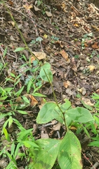 Persicaria filiformis
