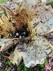 Asterophora lycoperdoides