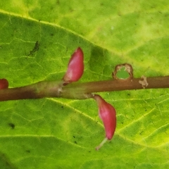 Persicaria filiformis