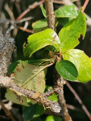 Hemiptera