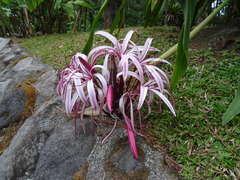 Crinum × amabile