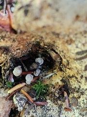 Asterophora lycoperdoides