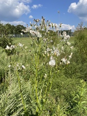 Erechtites hieraciifolius
